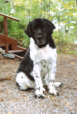 Our Newfoundland dog